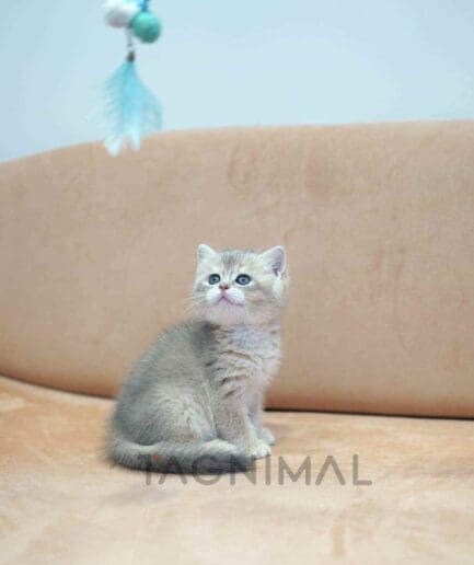 British Shorthair kitten for sale, cat for sale at Tagnimal