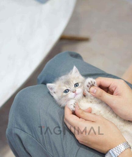 British Shorthair kitten for sale, cat for sale at Tagnimal