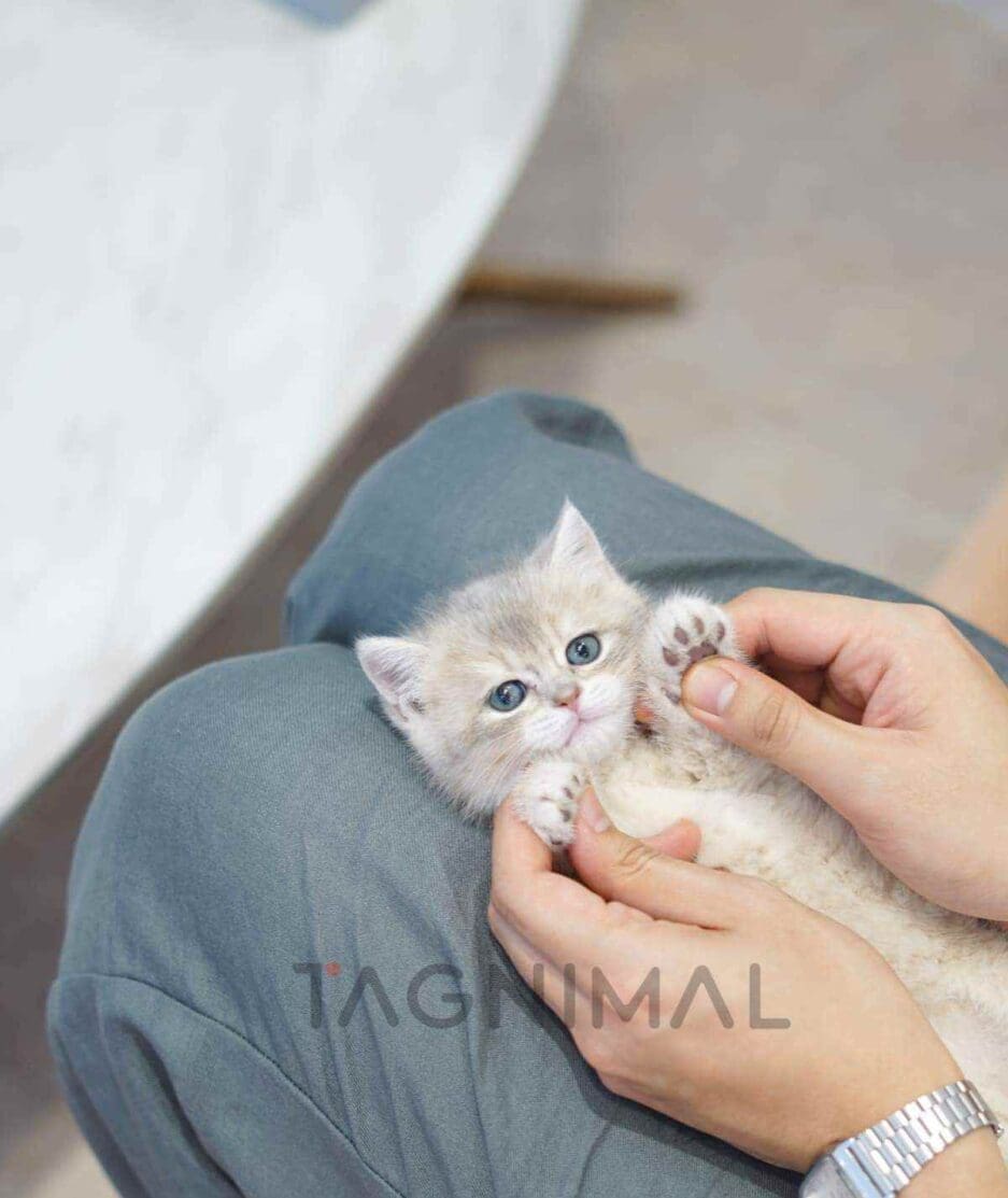 British Shorthair kitten for sale, cat for sale at Tagnimal