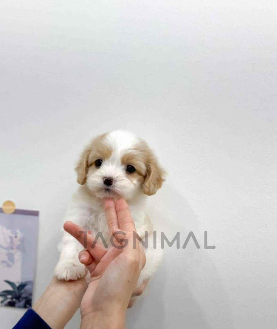 Cavachon puppy for sale, dog for sale at Tagnimal