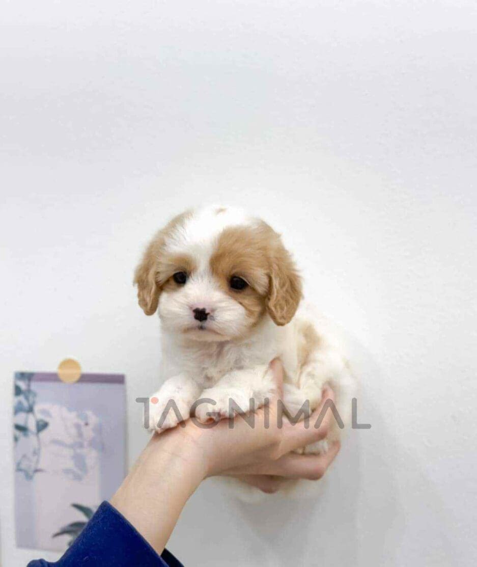 Cavachon puppy for sale, dog for sale at Tagnimal