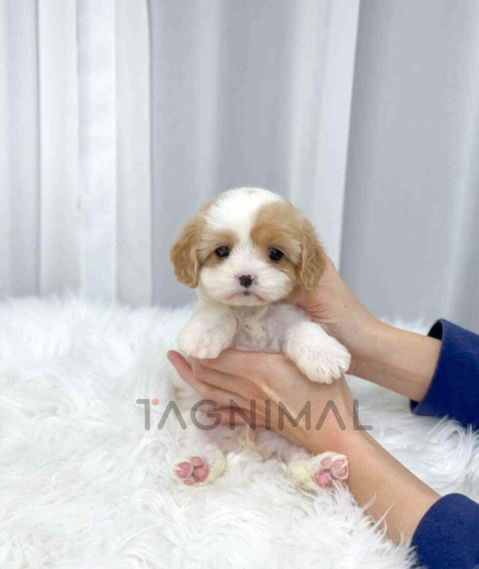 Cavachon puppy for sale, dog for sale at Tagnimal