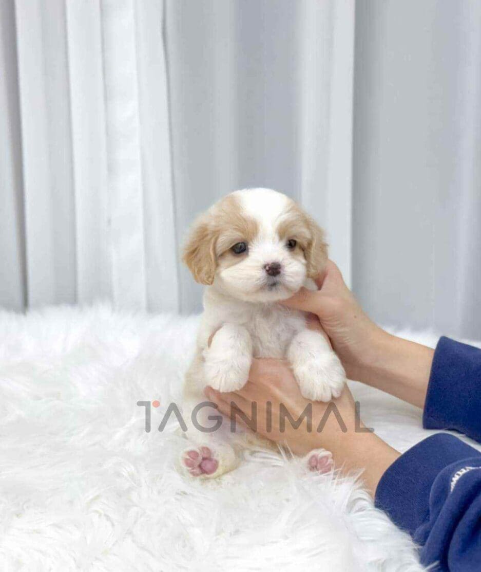 Cavachon puppy for sale, dog for sale at Tagnimal