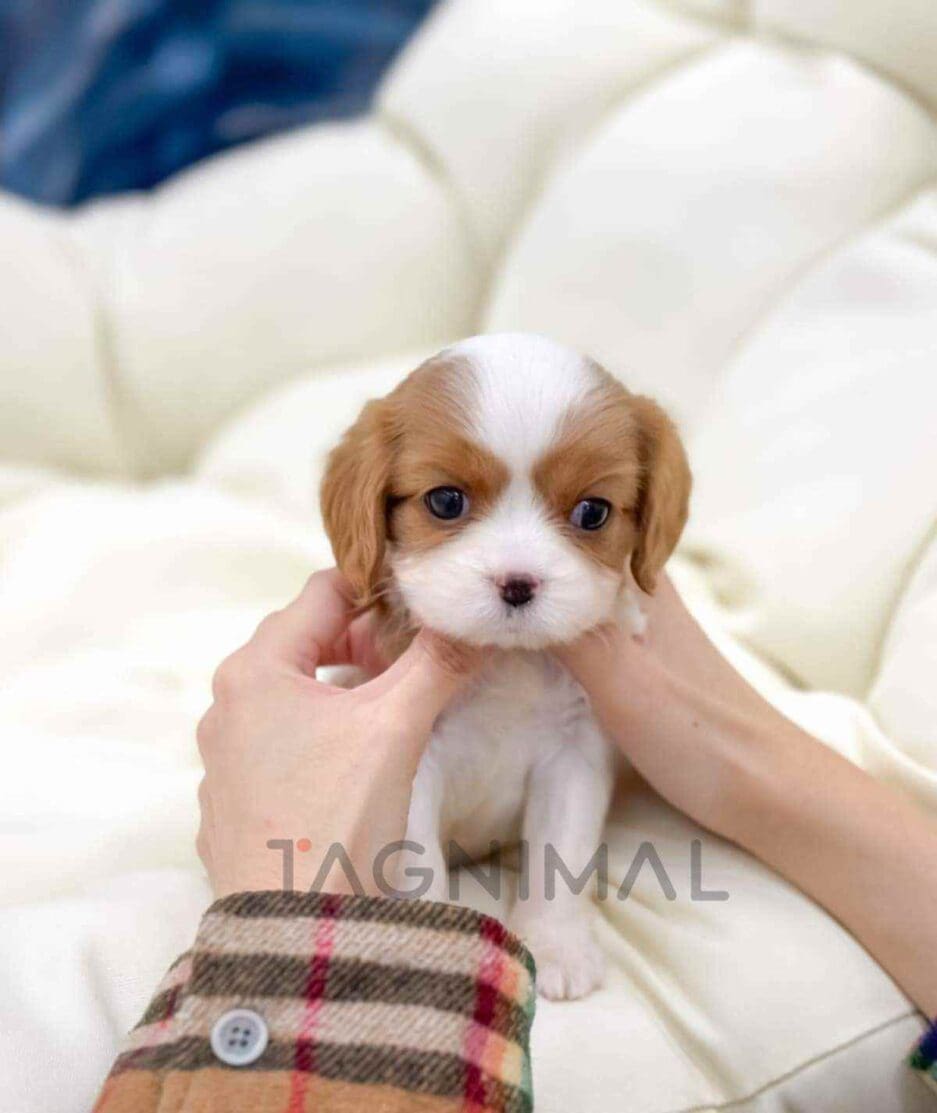 Cavalier King Charles Spaniel puppy for sale, dog for sale at Tagnimal