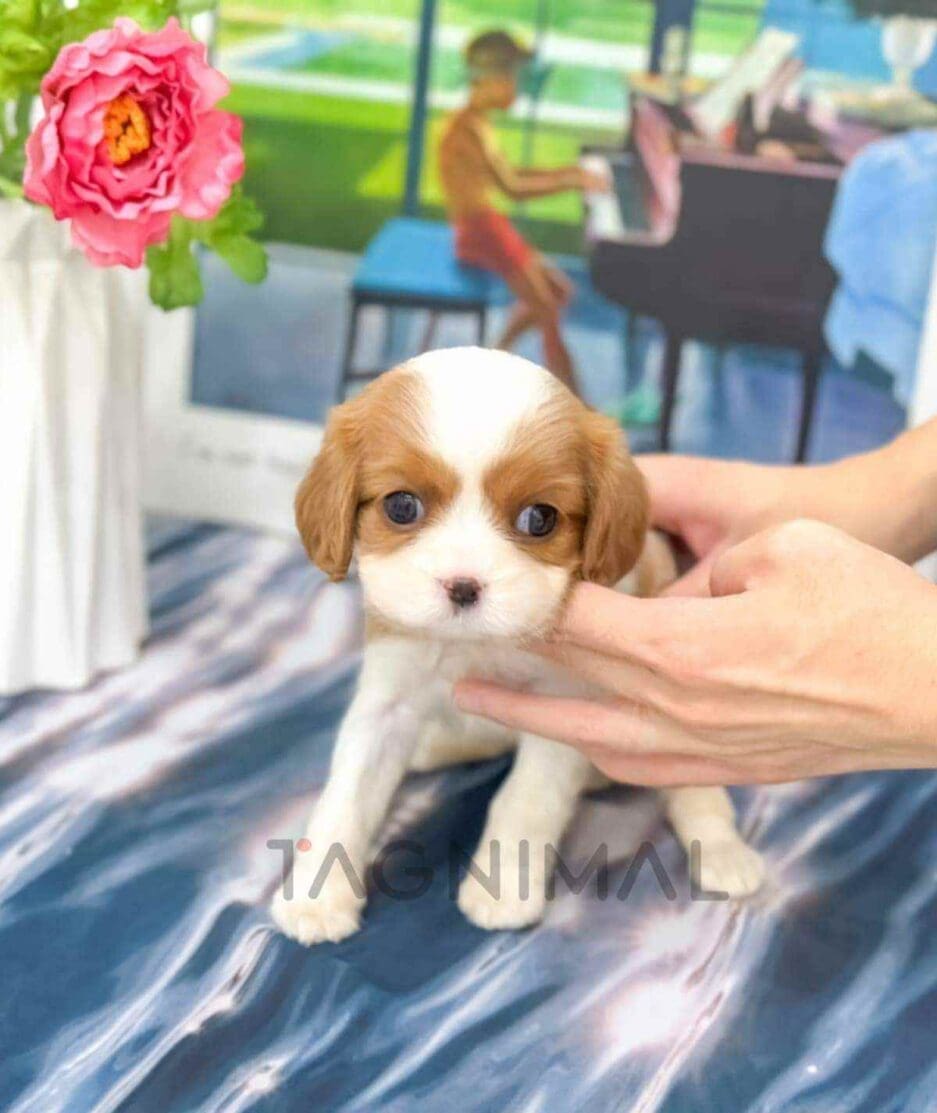 Cavalier King Charles Spaniel puppy for sale, dog for sale at Tagnimal