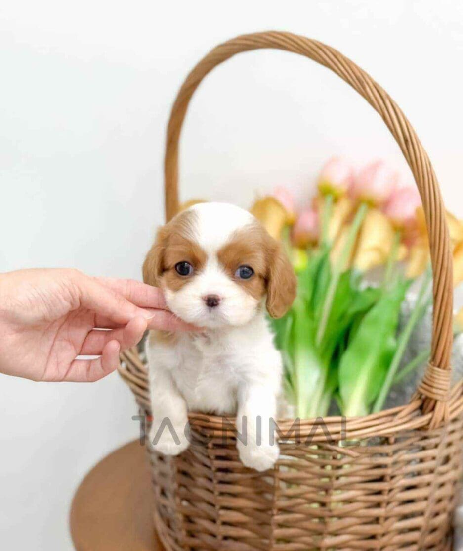 Cavalier King Charles Spaniel puppy for sale, dog for sale at Tagnimal