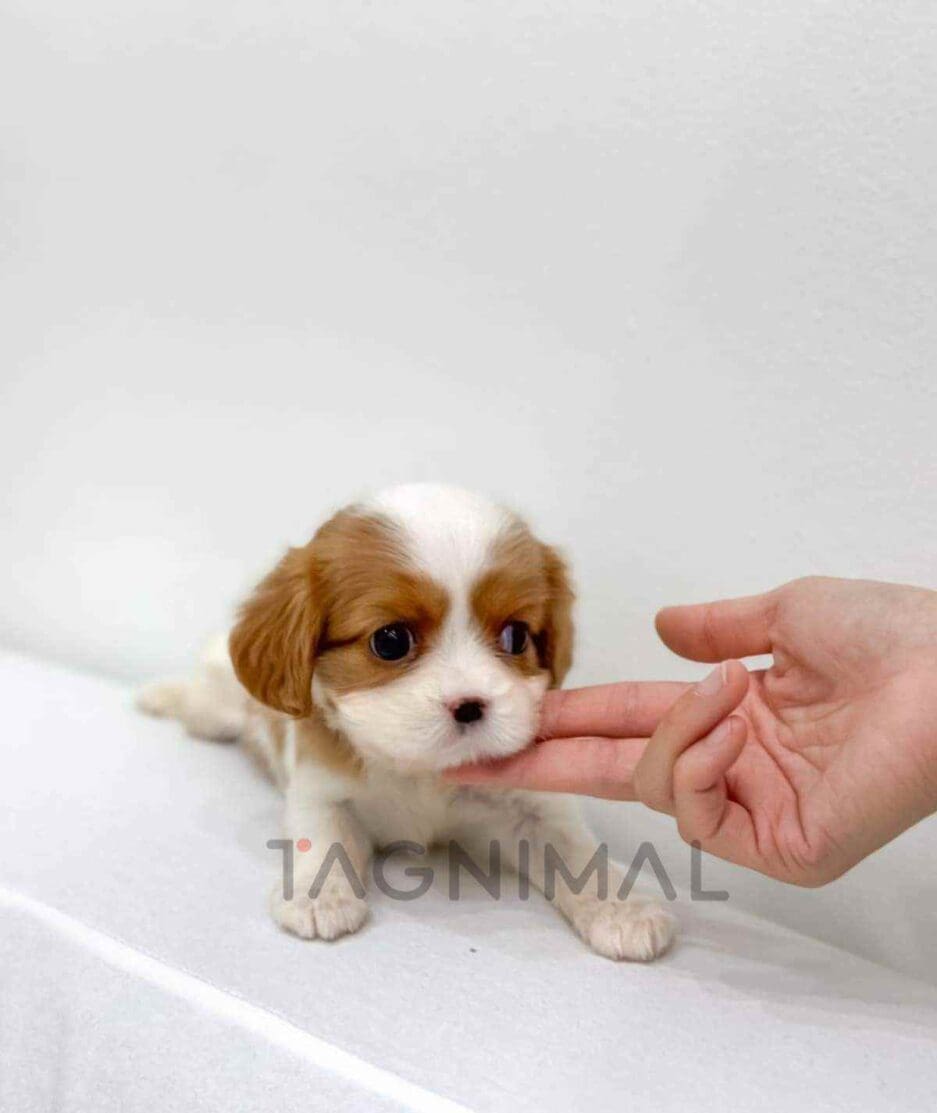 Cavalier King Charles Spaniel puppy for sale, dog for sale at Tagnimal