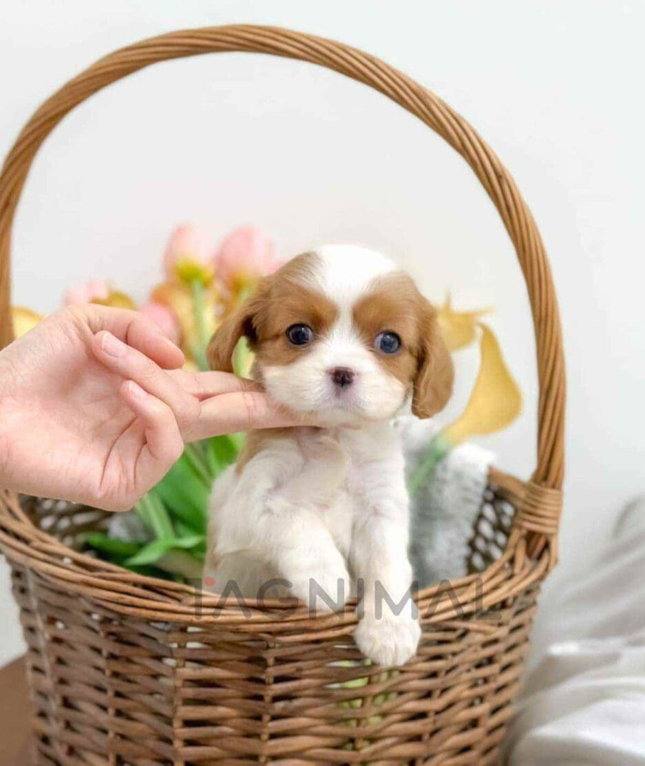 Cavalier King Charles Spaniel puppy for sale, dog for sale at Tagnimal