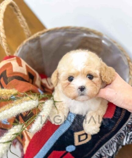 Cavapoo puppy for sale, dog for sale at Tagnimal