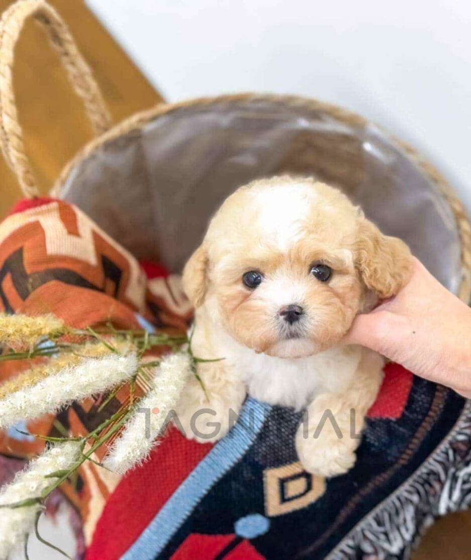 Cavapoo puppy for sale, dog for sale at Tagnimal