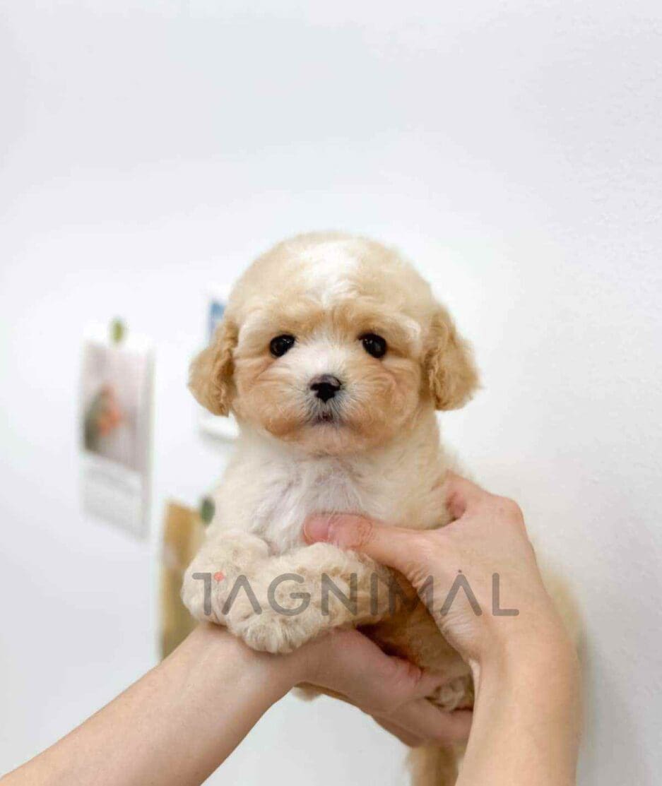 Cavapoo puppy for sale, dog for sale at Tagnimal