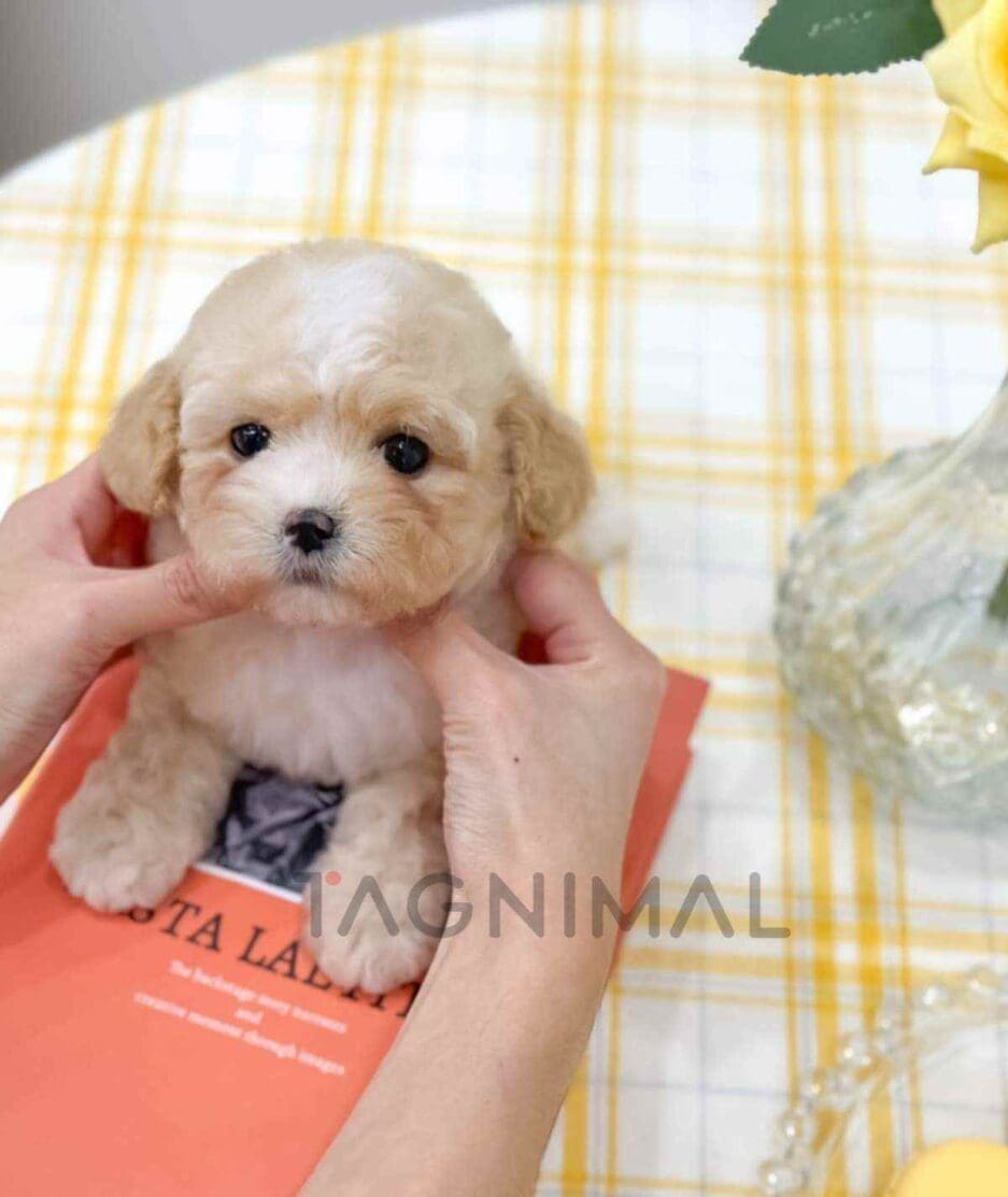 Cavapoo puppy for sale, dog for sale at Tagnimal