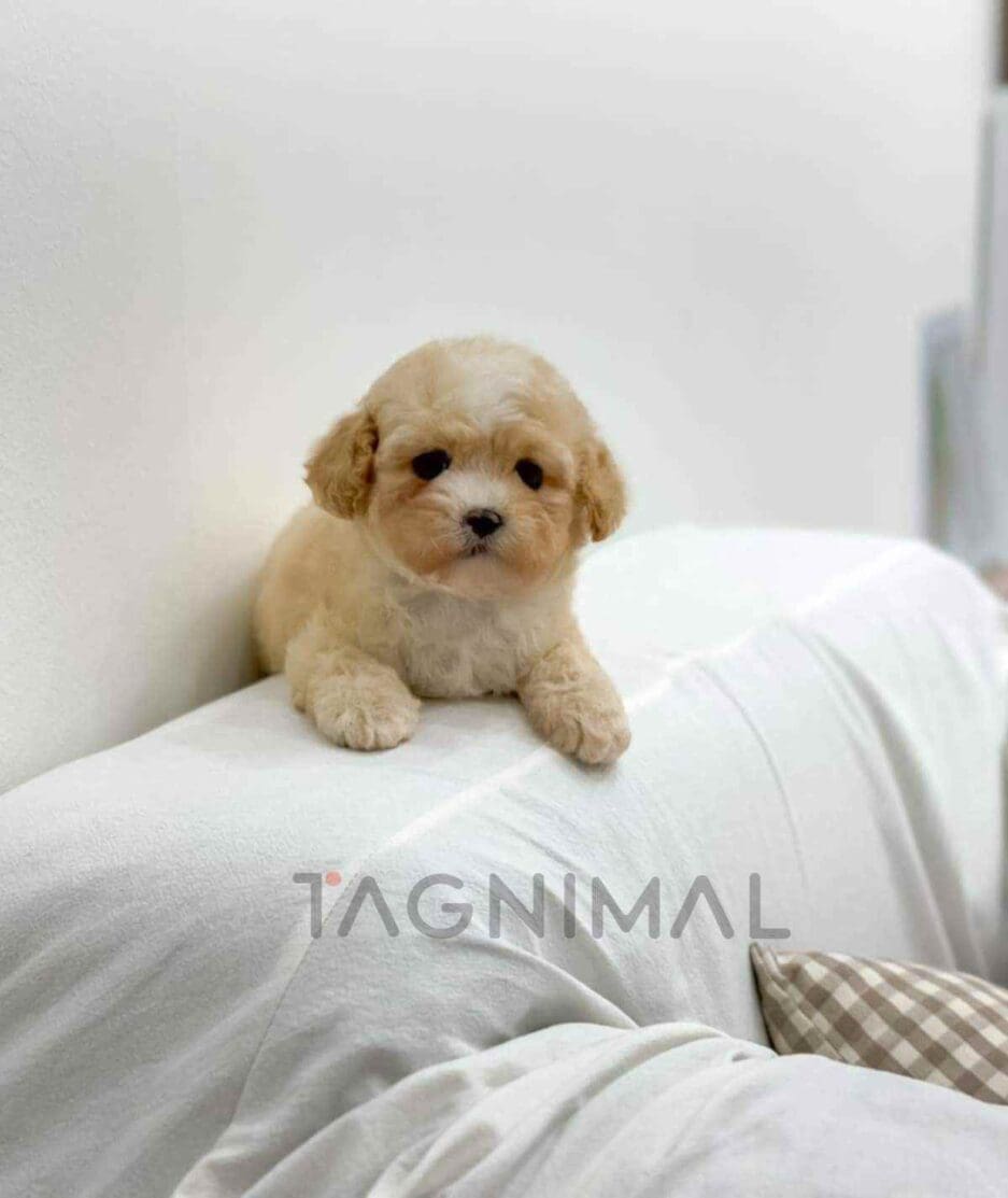 Cavapoo puppy for sale, dog for sale at Tagnimal