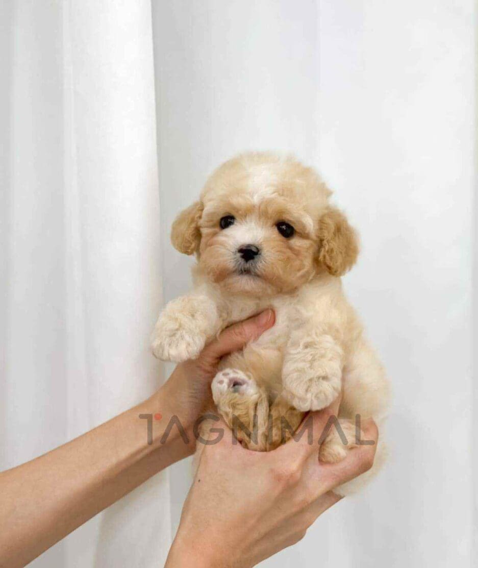 Cavapoo puppy for sale, dog for sale at Tagnimal