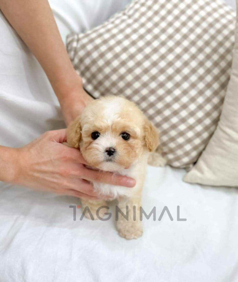 Cavapoo puppy for sale, dog for sale at Tagnimal