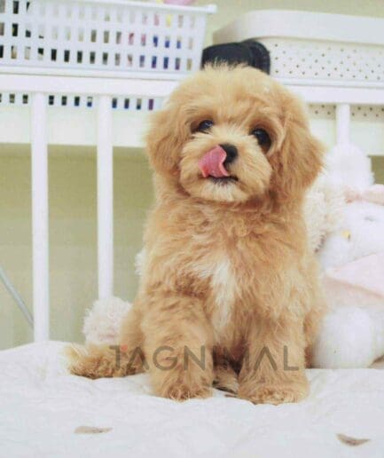 Cavapoo puppy for sale, dog for sale at Tagnimal