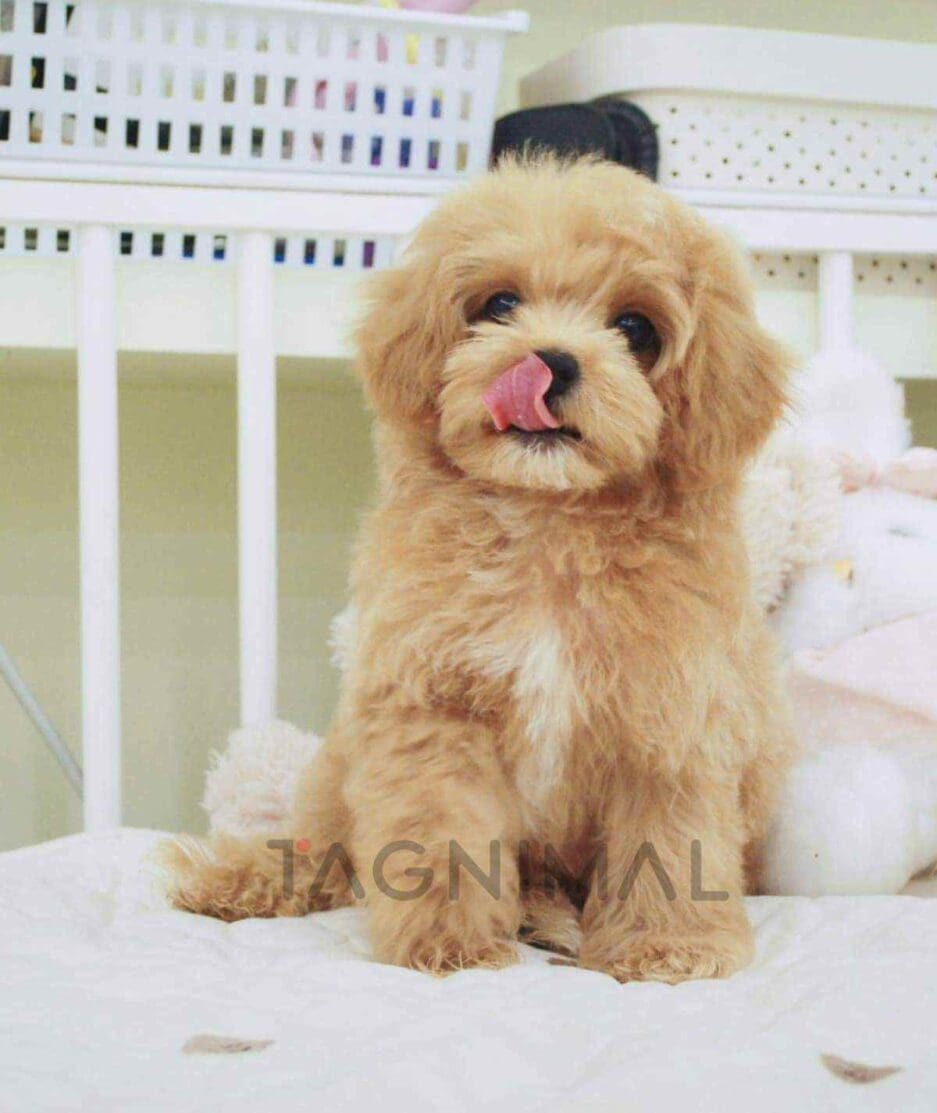 Cavapoo puppy for sale, dog for sale at Tagnimal