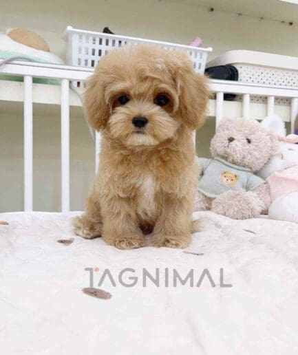 Cavapoo puppy for sale, dog for sale at Tagnimal