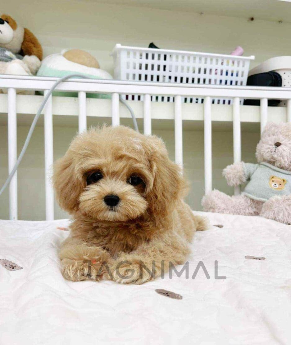 Cavapoo puppy for sale, dog for sale at Tagnimal