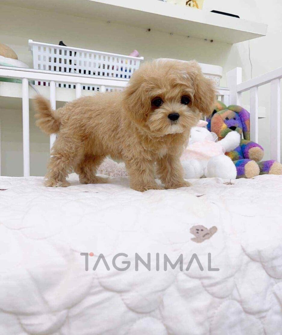 Cavapoo puppy for sale, dog for sale at Tagnimal