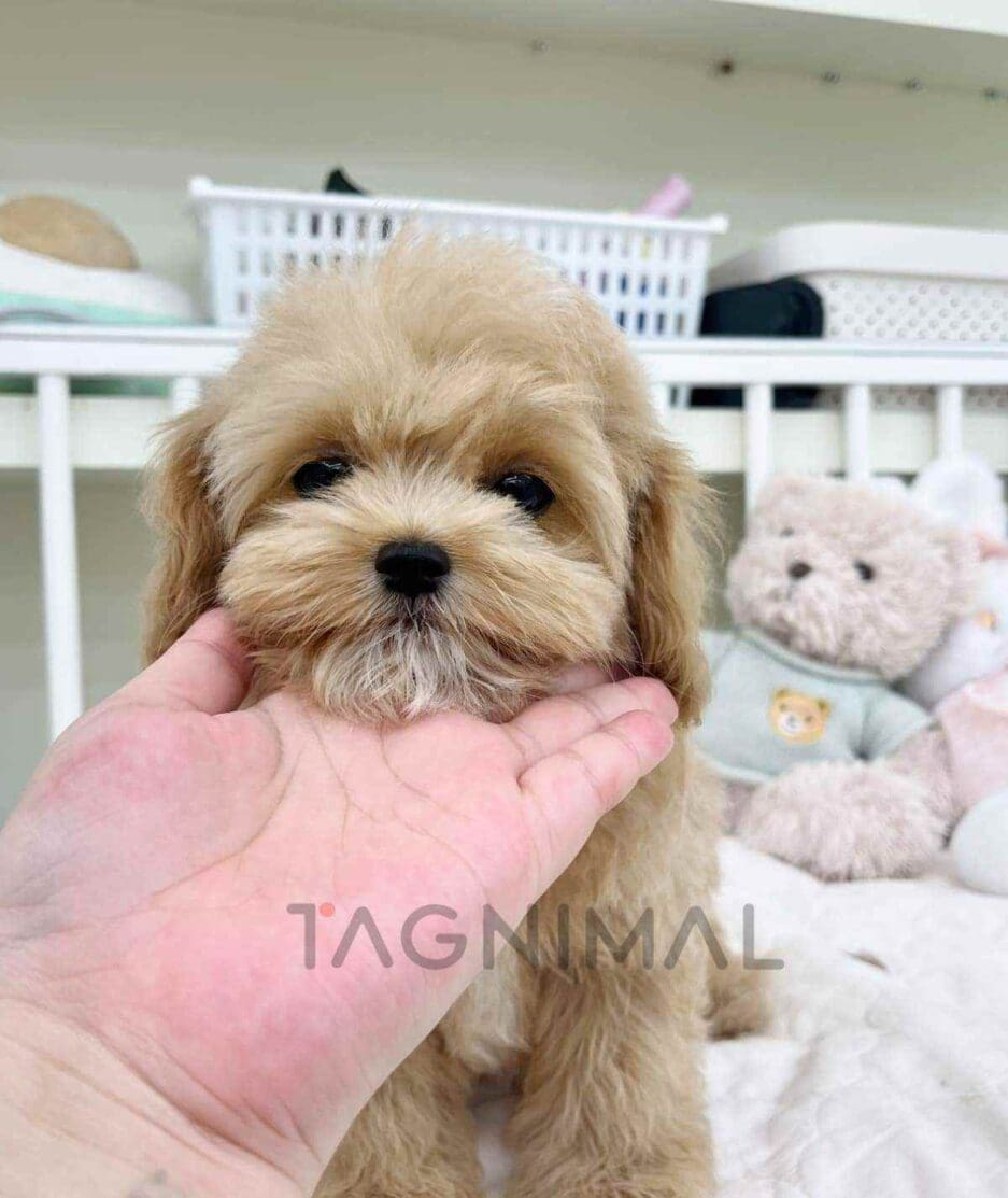 Cavapoo puppy for sale, dog for sale at Tagnimal