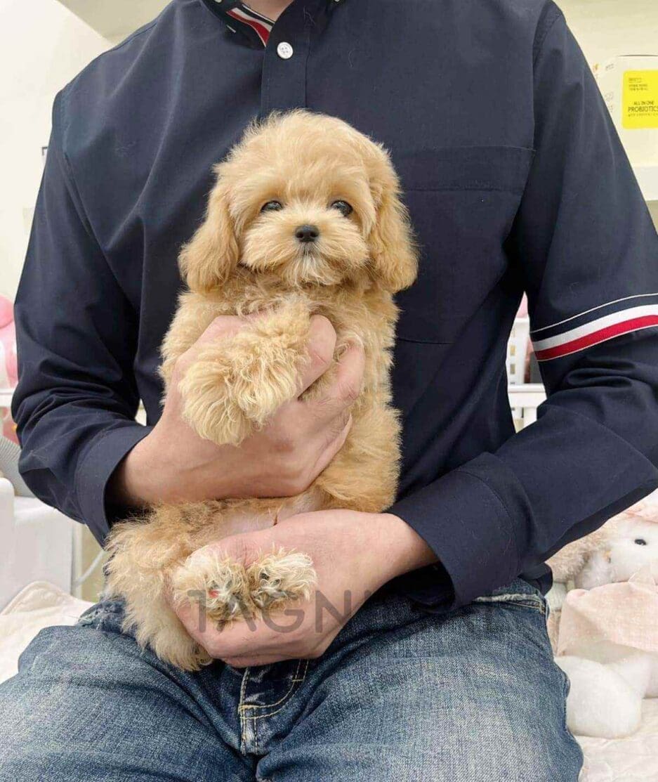 Cavapoo puppy for sale, dog for sale at Tagnimal