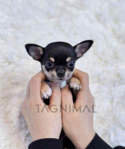 Chihuahua puppy for sale, dog for sale at Tagnimal