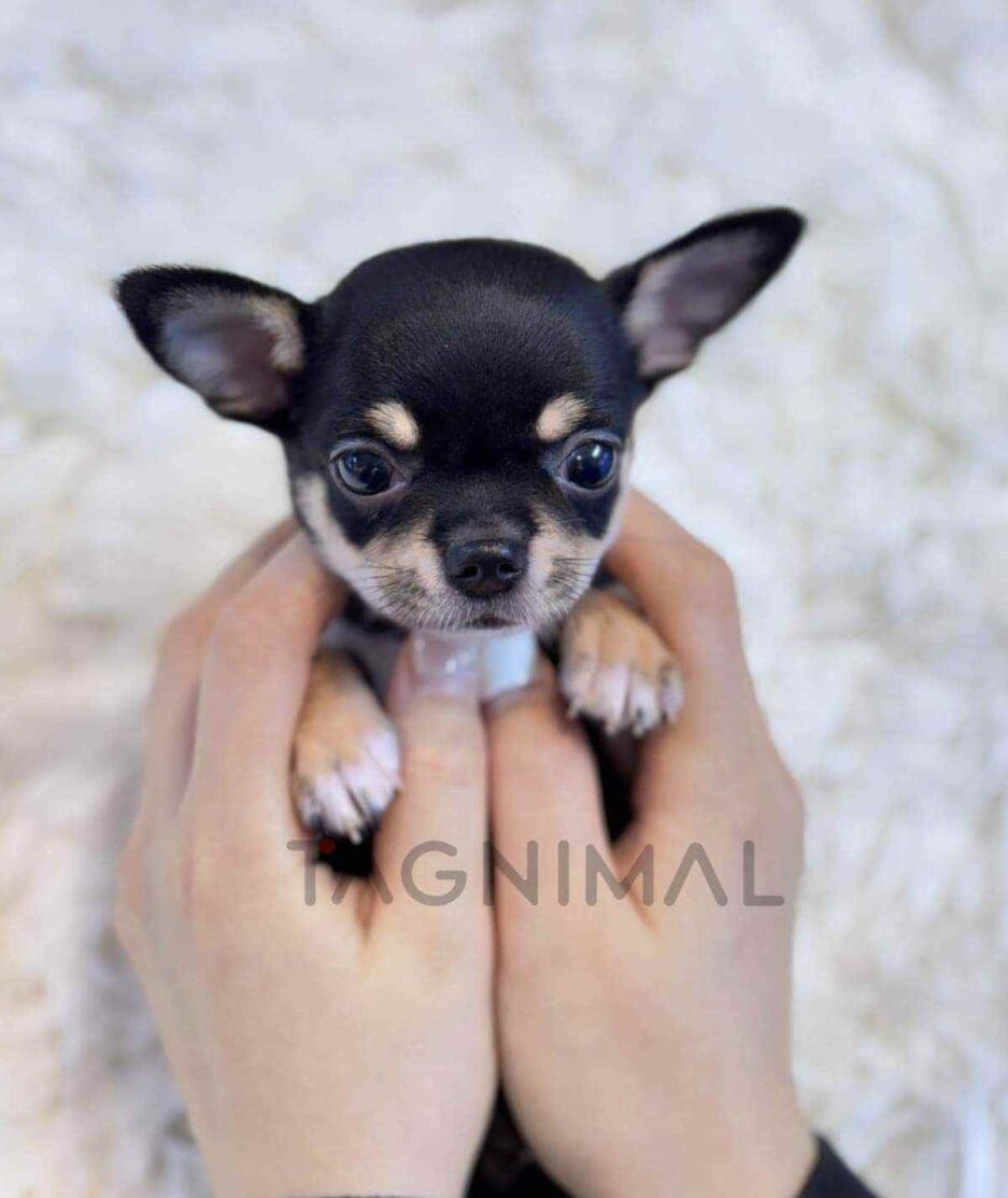 Chihuahua puppy for sale, dog for sale at Tagnimal