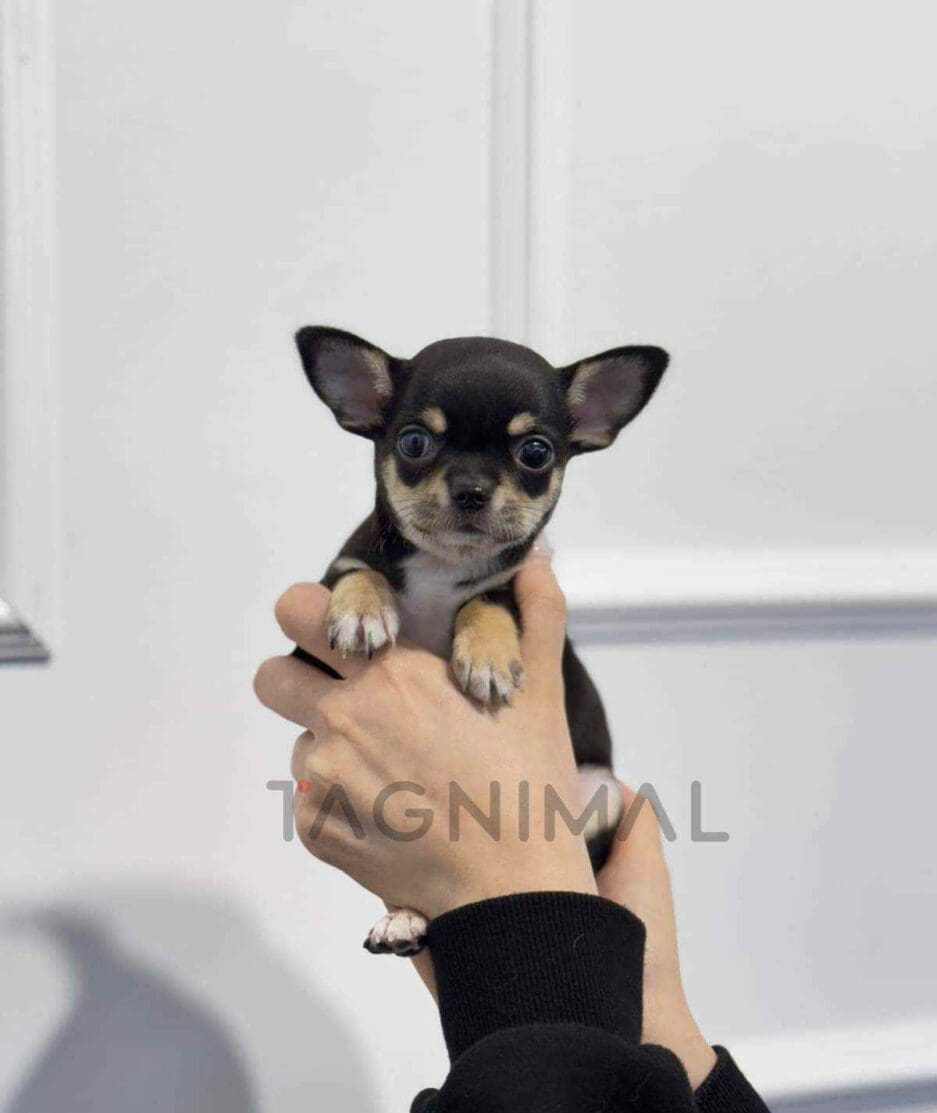 Chihuahua puppy for sale, dog for sale at Tagnimal