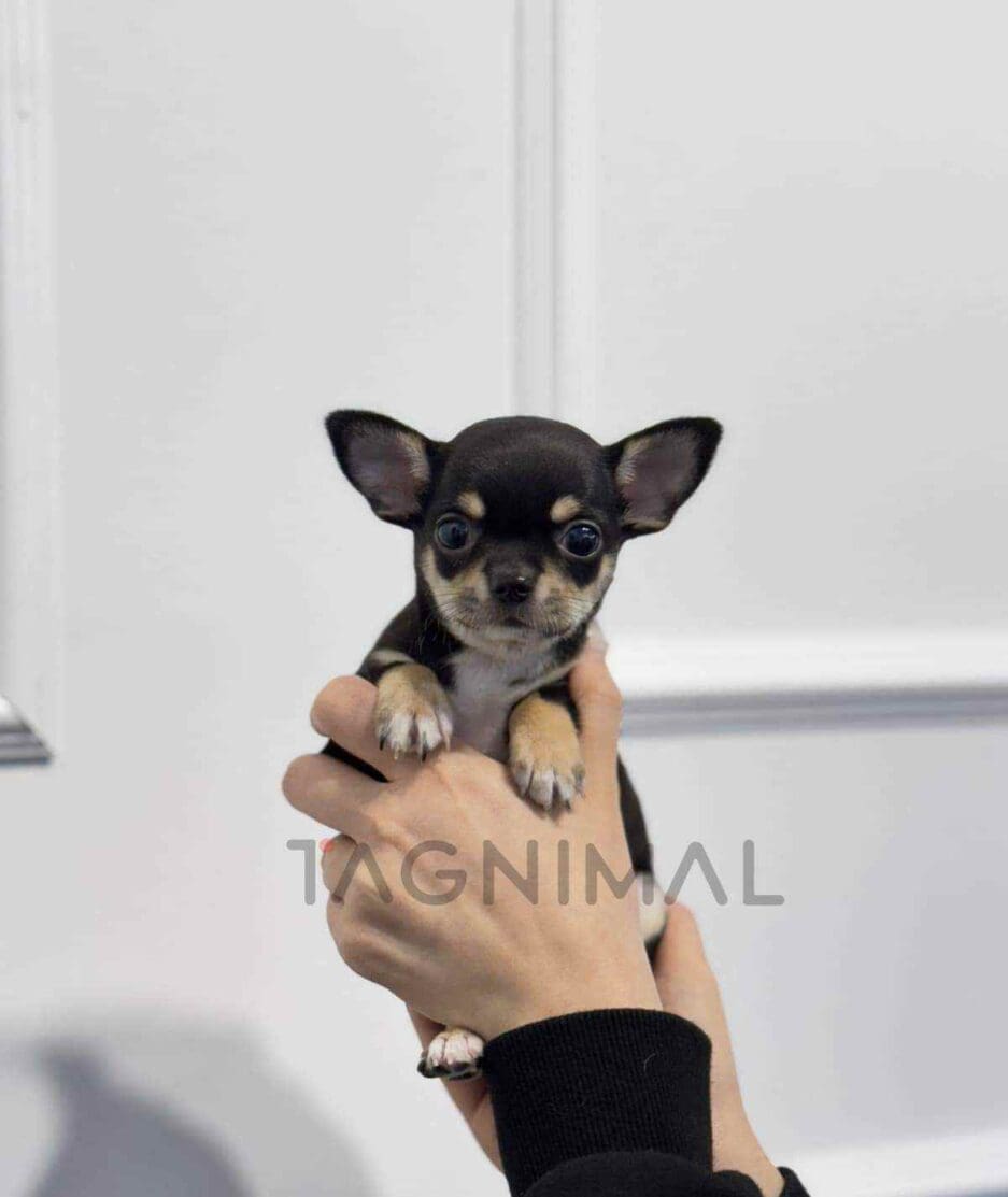 Chihuahua puppy for sale, dog for sale at Tagnimal