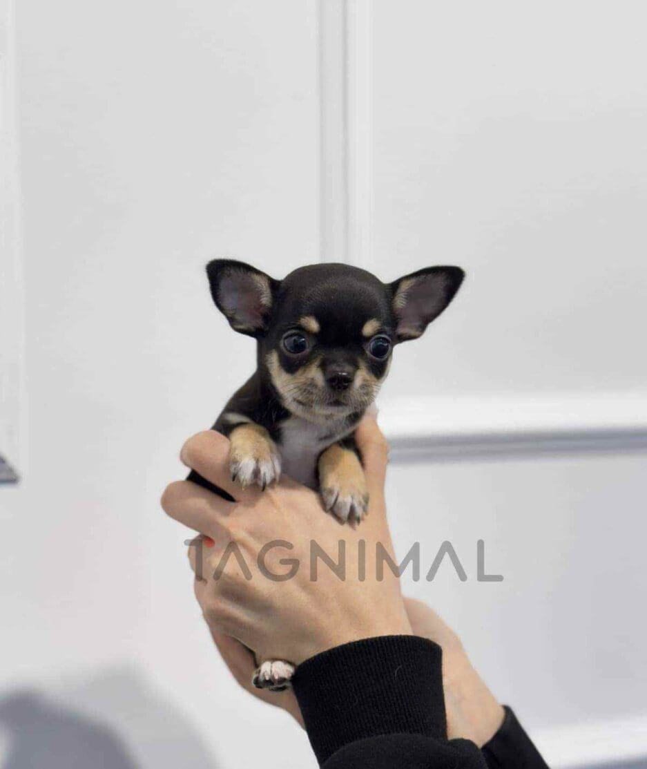 Chihuahua puppy for sale, dog for sale at Tagnimal