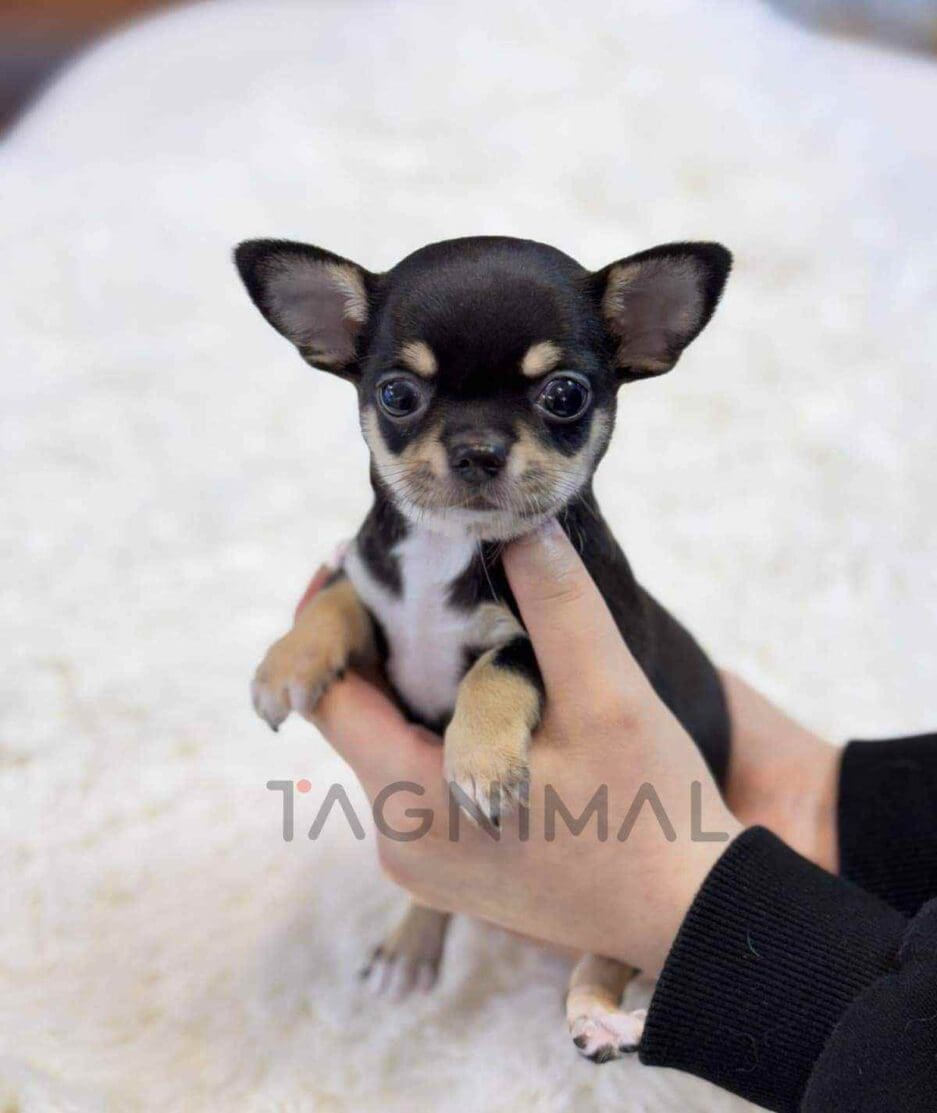 Chihuahua puppy for sale, dog for sale at Tagnimal