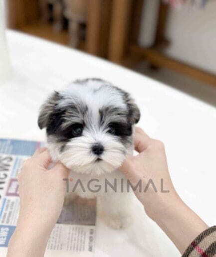 Chonzer puppy for sale, dog for sale at Tagnimal