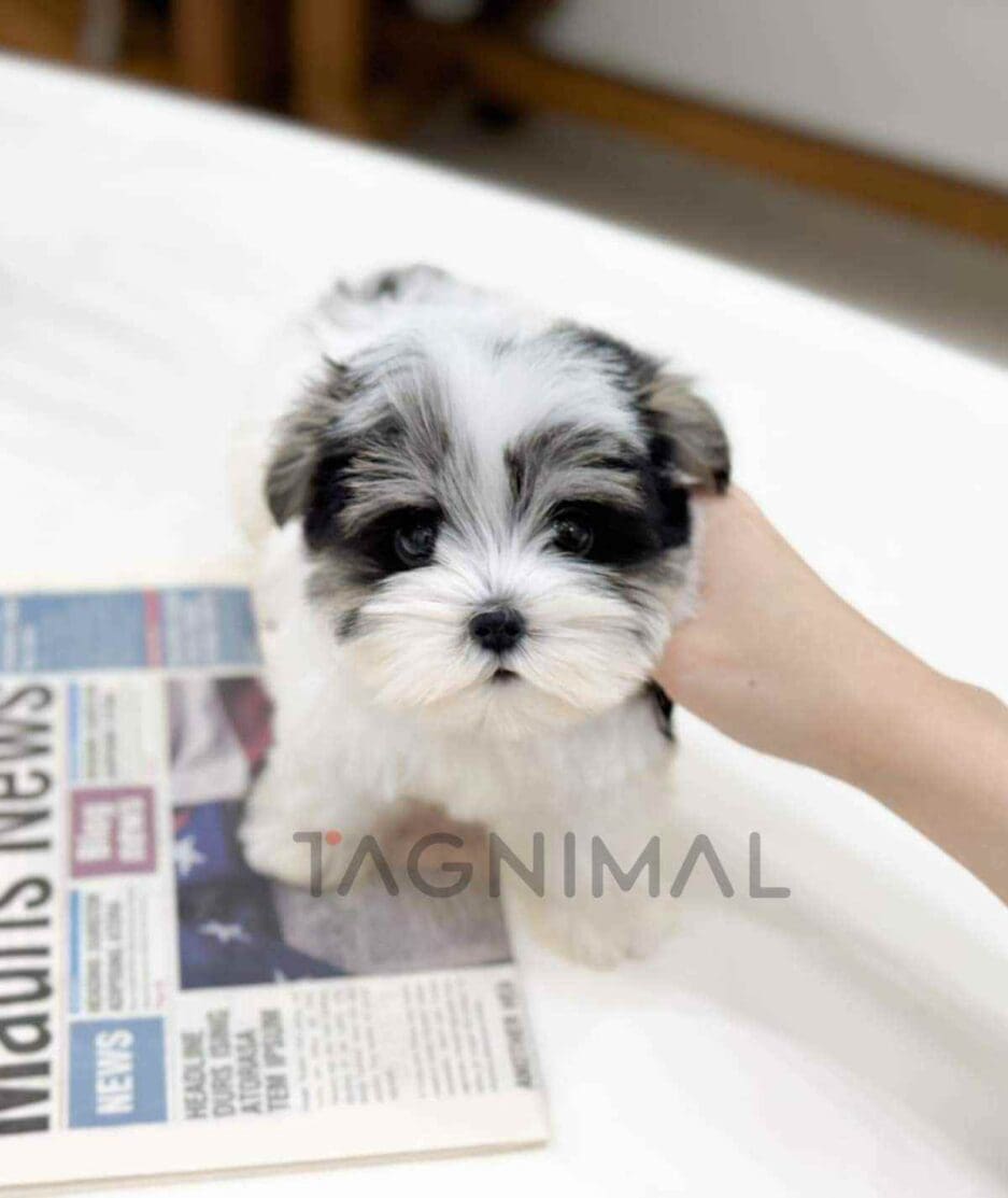 Chonzer puppy for sale, dog for sale at Tagnimal