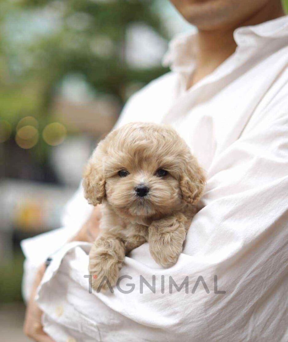 Cockapoo puppy for sale, dog for sale at Tagnimal