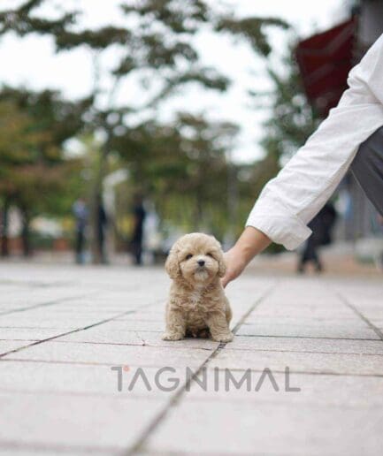 Cockapoo puppy for sale, dog for sale at Tagnimal