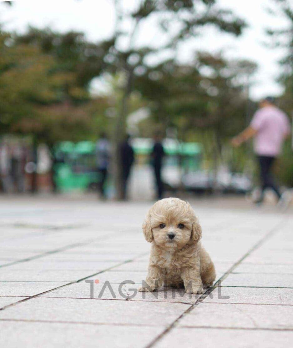 Cockapoo puppy for sale, dog for sale at Tagnimal