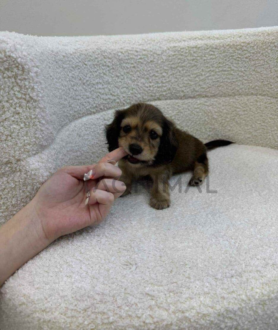 Dachshund puppy for sale, dog for sale at Tagnimal