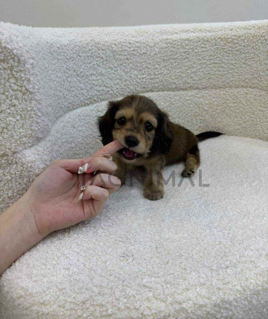 Dachshund puppy for sale, dog for sale at Tagnimal