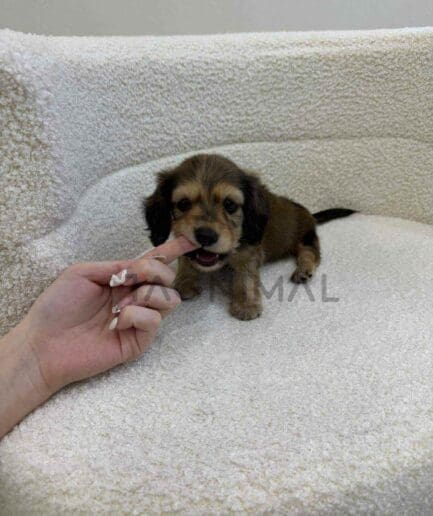 Dachshund puppy for sale, dog for sale at Tagnimal