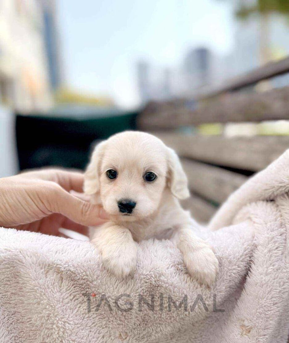 Dachshund puppy for sale, dog for sale at Tagnimal