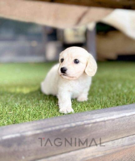 Dachshund puppy for sale, dog for sale at Tagnimal