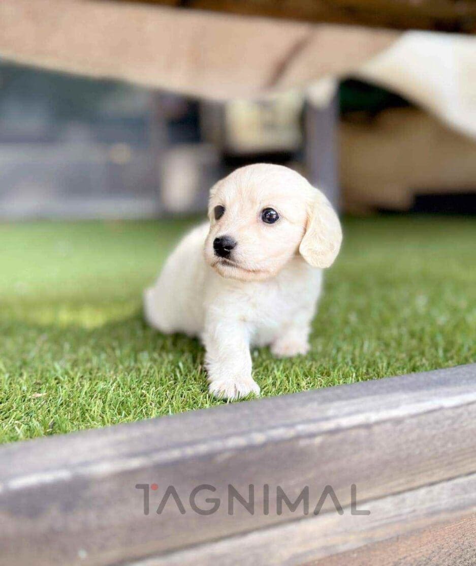 Dachshund puppy for sale, dog for sale at Tagnimal