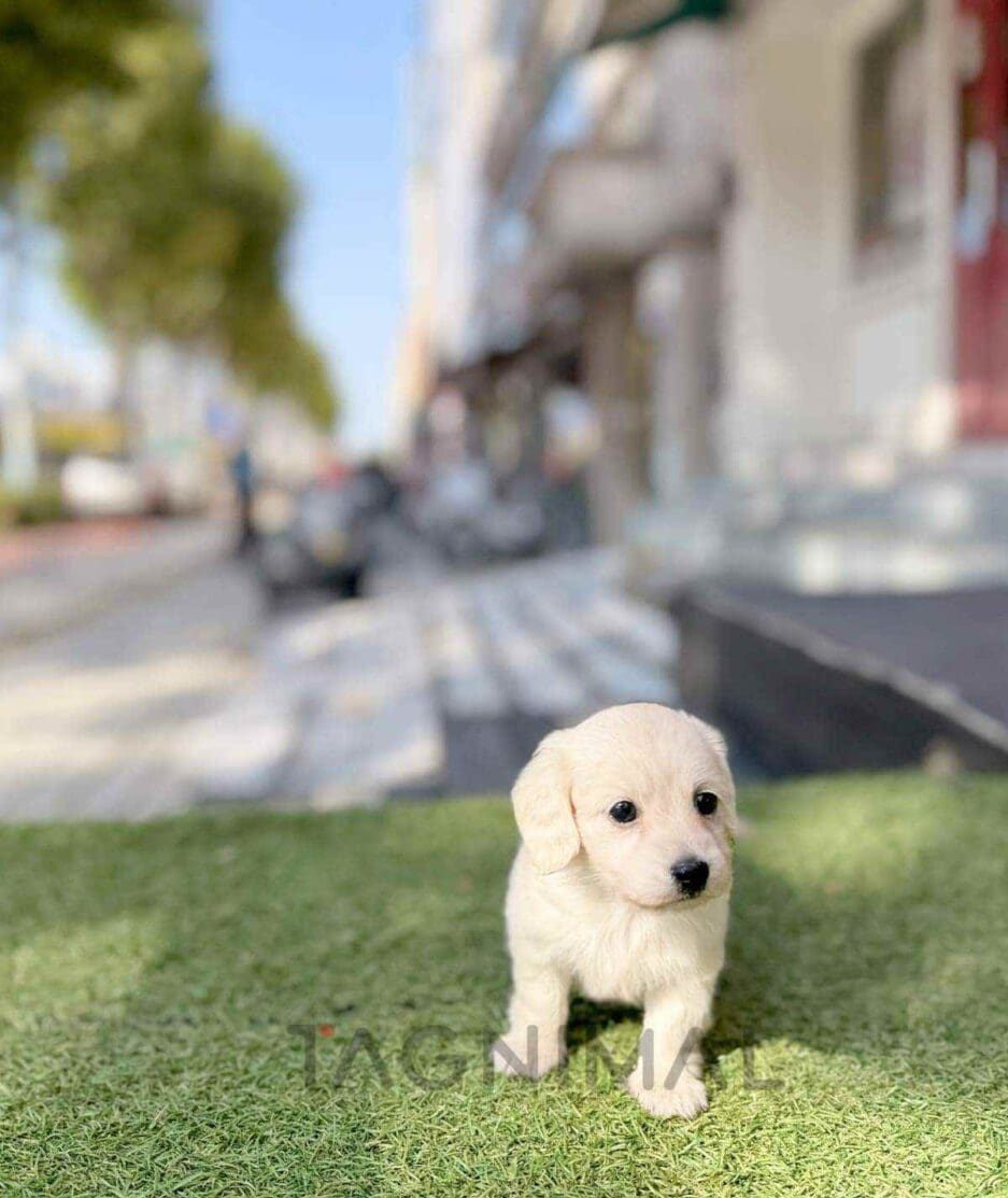 Dachshund puppy for sale, dog for sale at Tagnimal