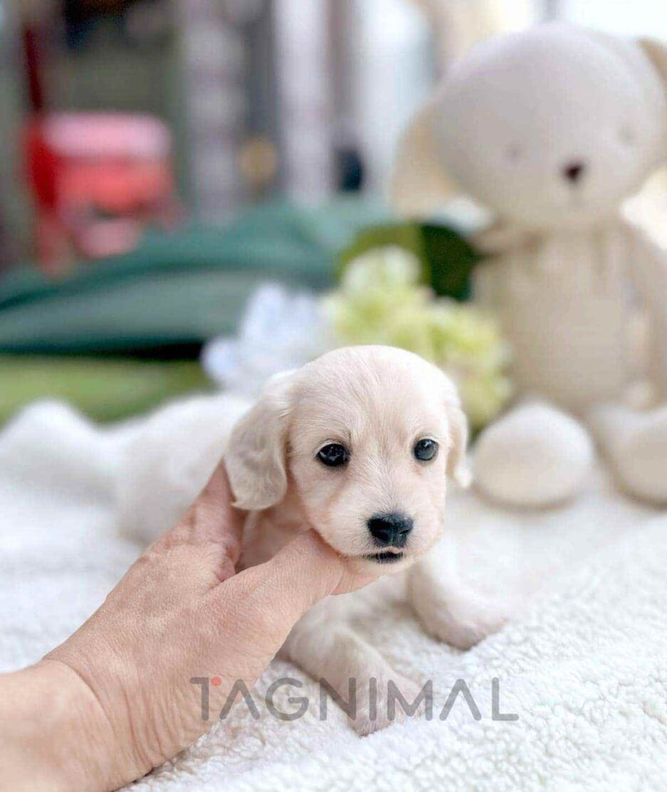 Dachshund puppy for sale, dog for sale at Tagnimal