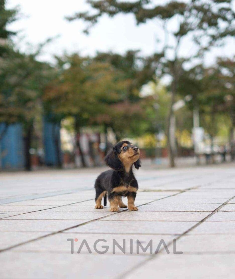 Dachshund puppy for sale, dog for sale at Tagnimal