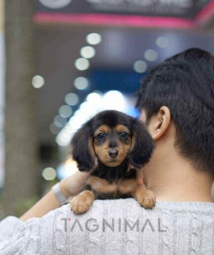 Dachshund puppy for sale, dog for sale at Tagnimal