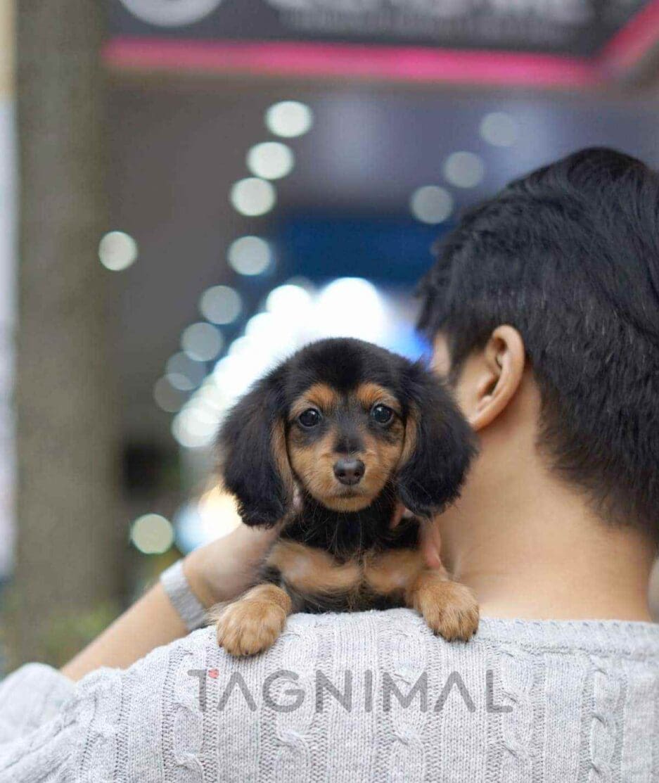 Dachshund puppy for sale, dog for sale at Tagnimal