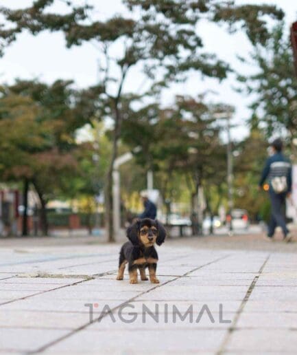 Dachshund puppy for sale, dog for sale at Tagnimal