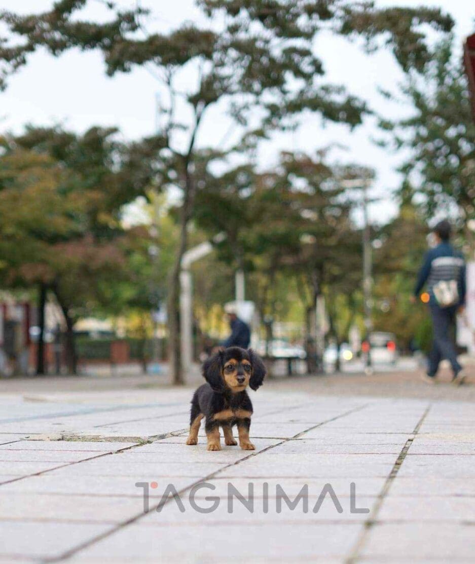 Dachshund puppy for sale, dog for sale at Tagnimal